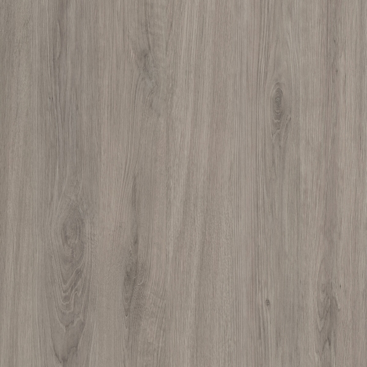 Oak Argento - Image 1